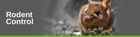 5 Effective Ways to Keep Rodents Out of Your Home
